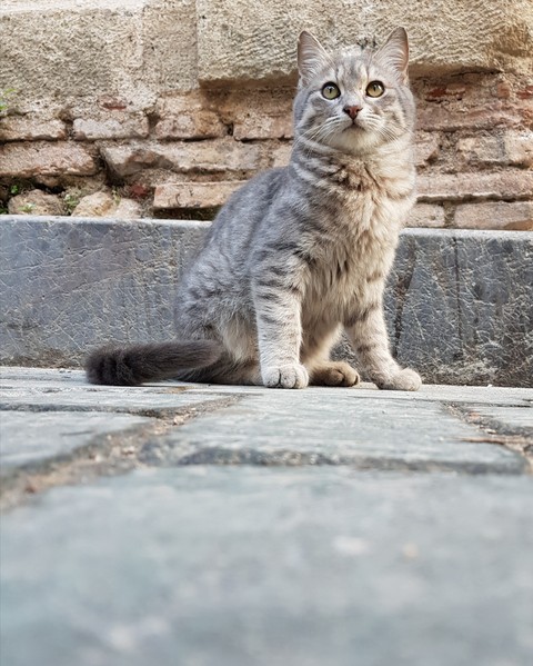 turkey cat