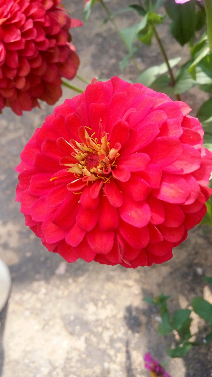 flower