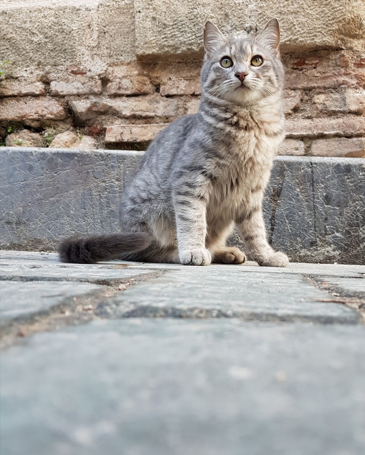 turkey cat