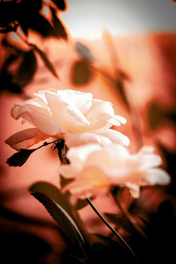 flower.