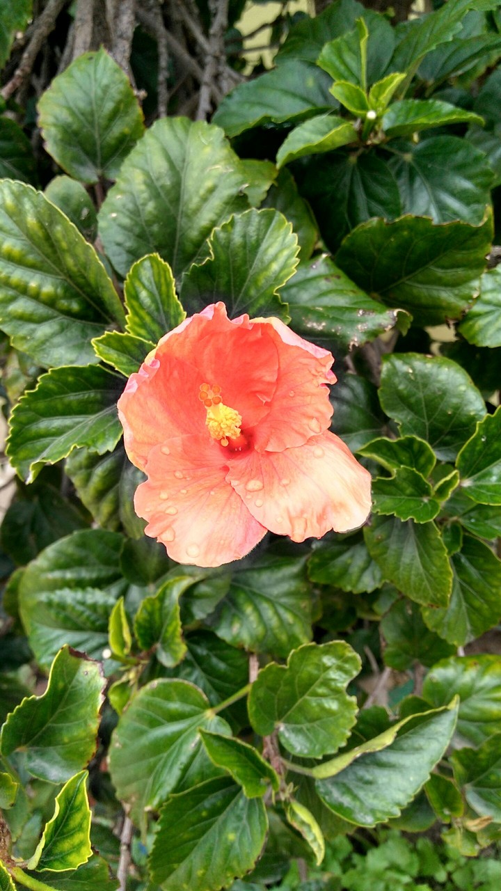 sunday color