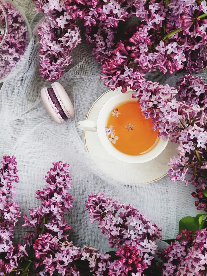 Lilac spring