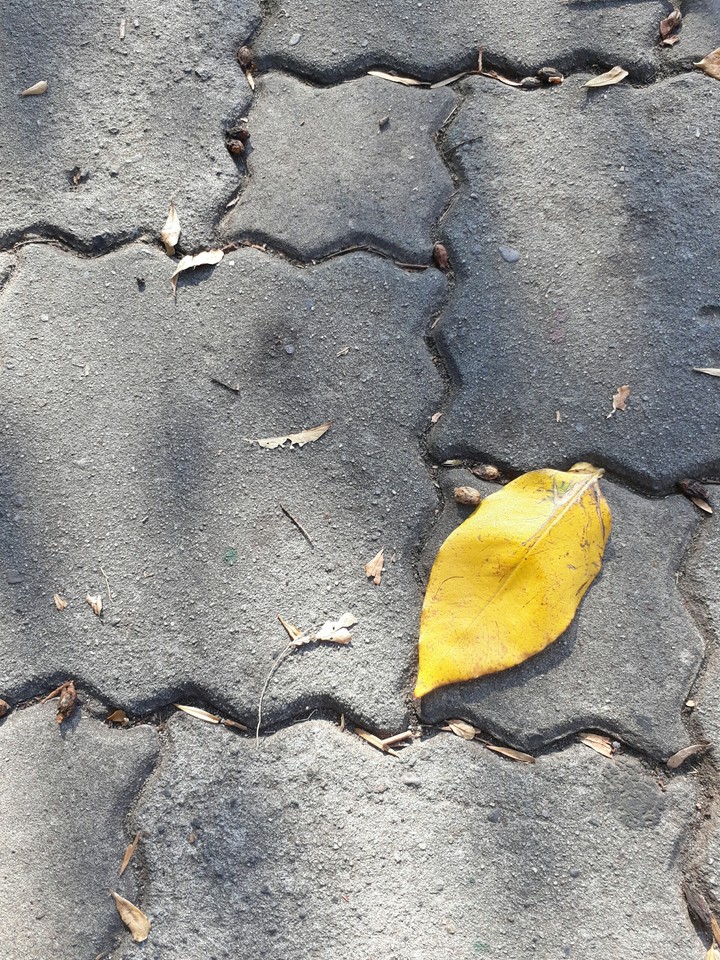 bricks and leaf
