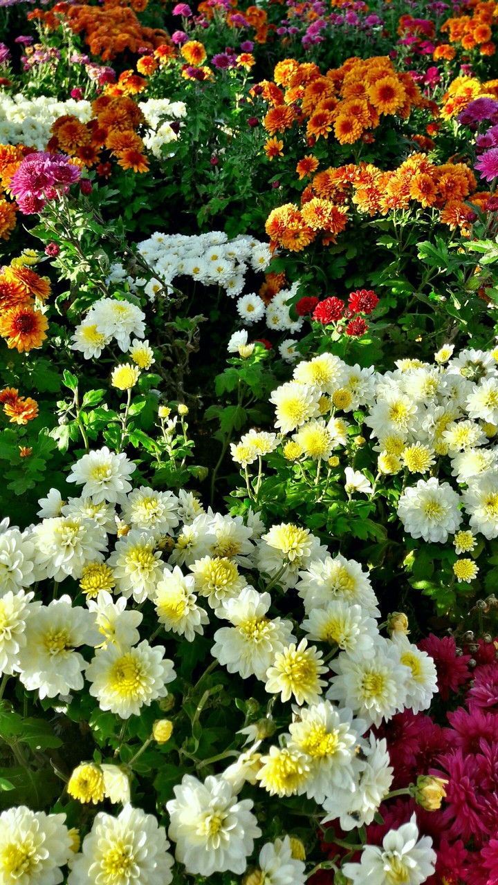flower