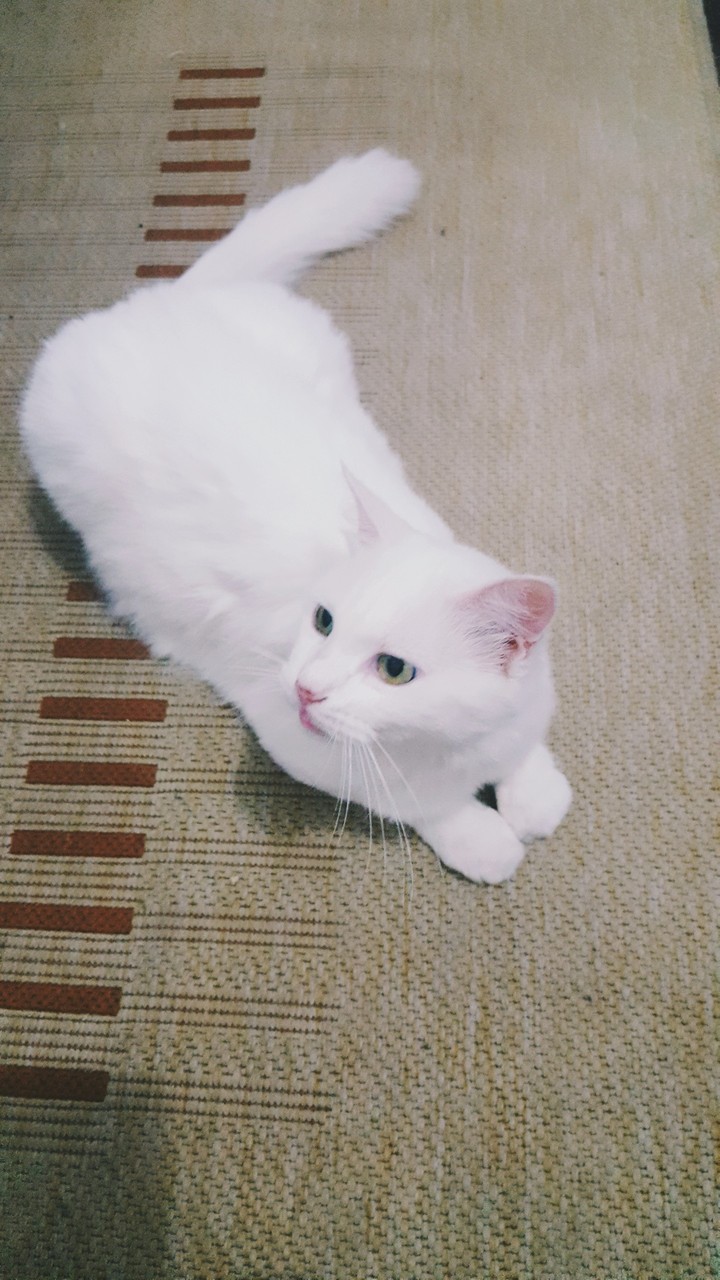 Cléo