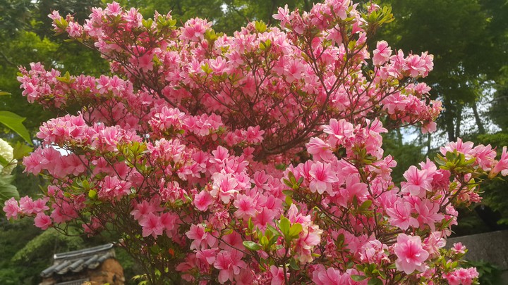 Flower-5