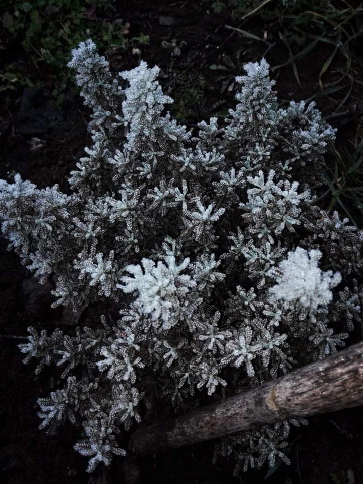 winter frost