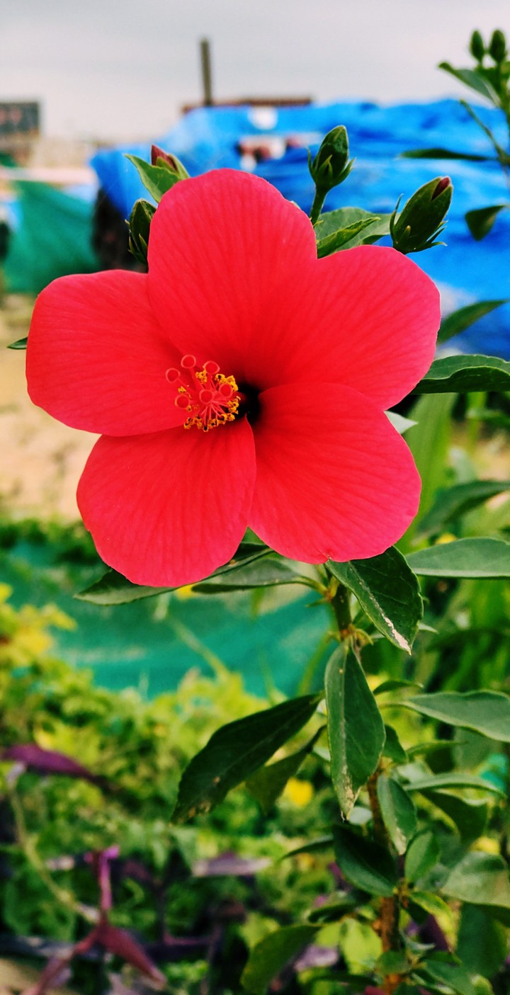 flower