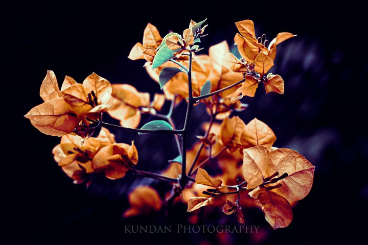 leaves