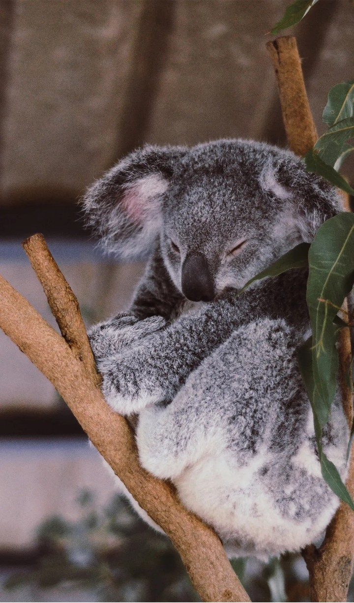 so cute