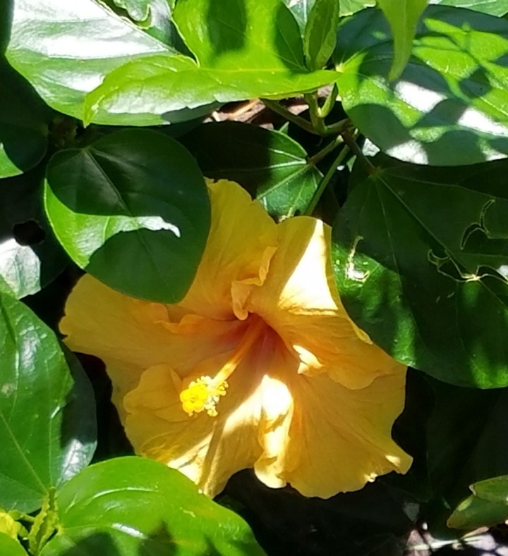shade_yellow