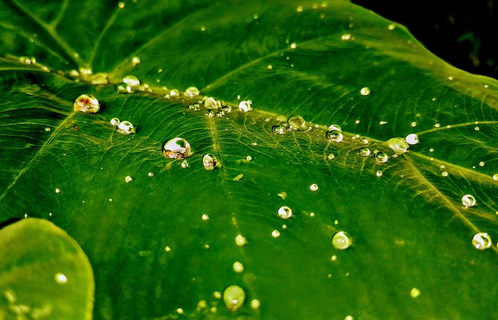 water drop