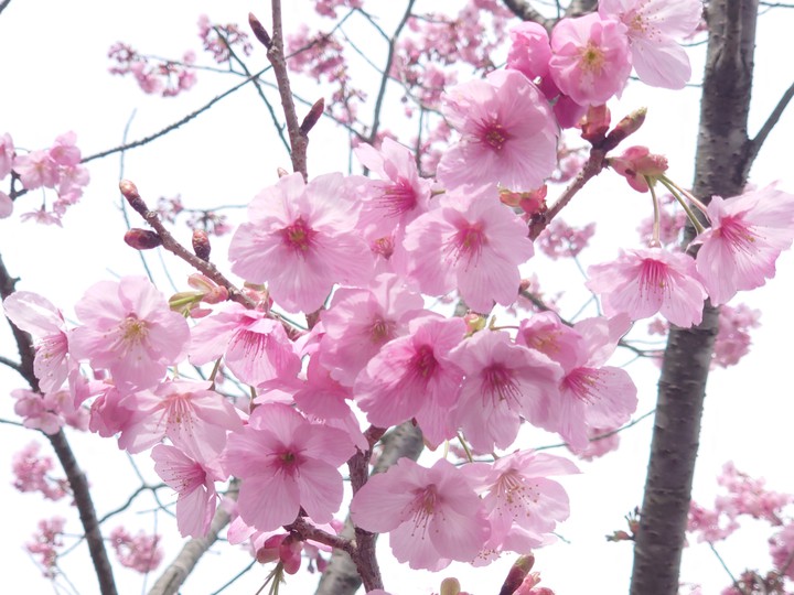 桜