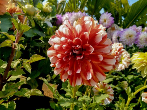 dahlia flower