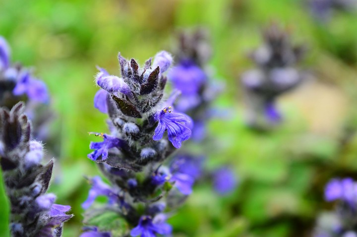 Lavender or not?