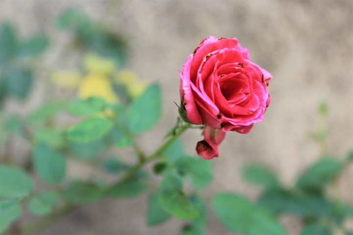 Rose ( Day-2 )
