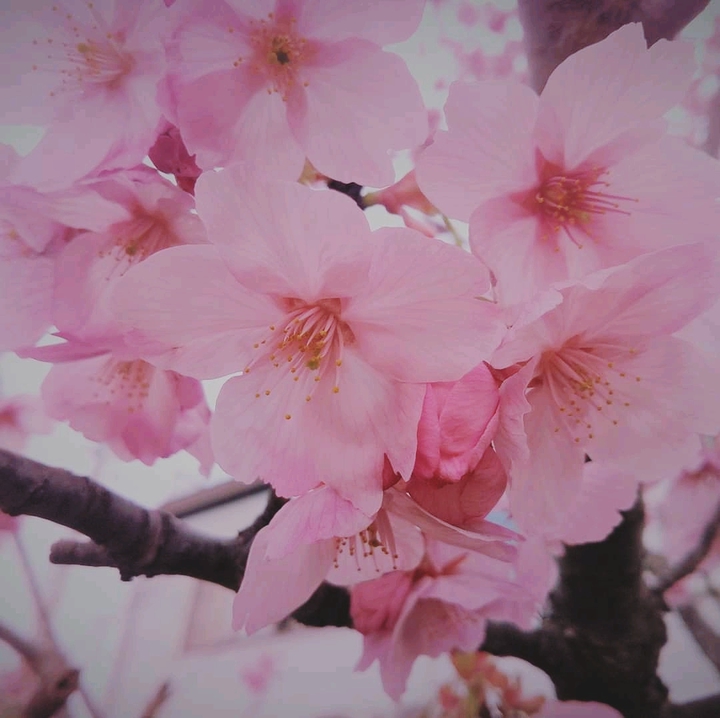 Sakura Japanese