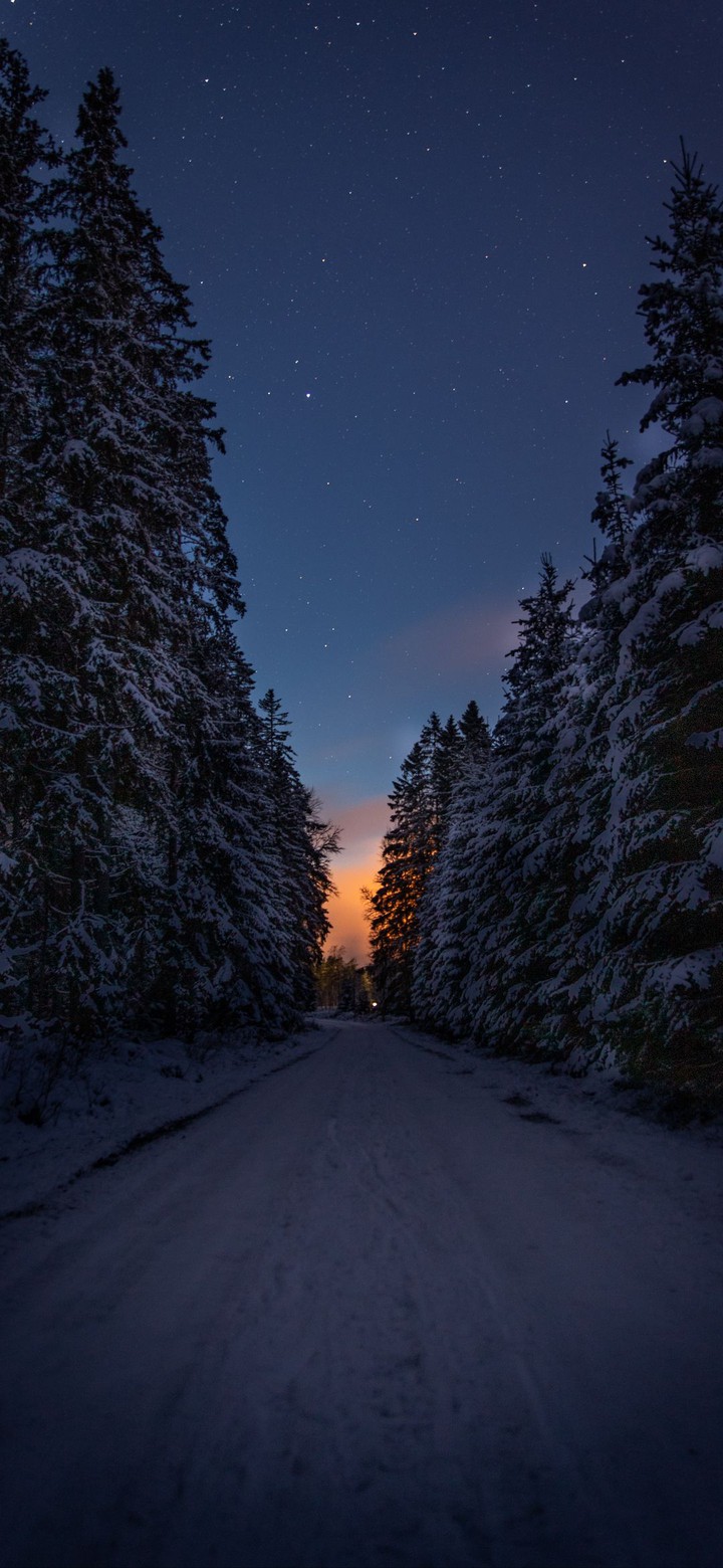 forest