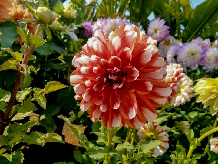 dahlia flower