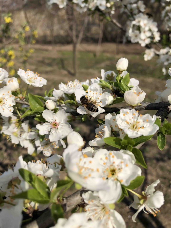 Flower Garden (Şəmkir)