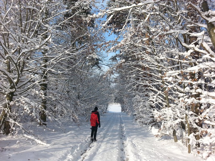 Winterwald in Hohenlohe