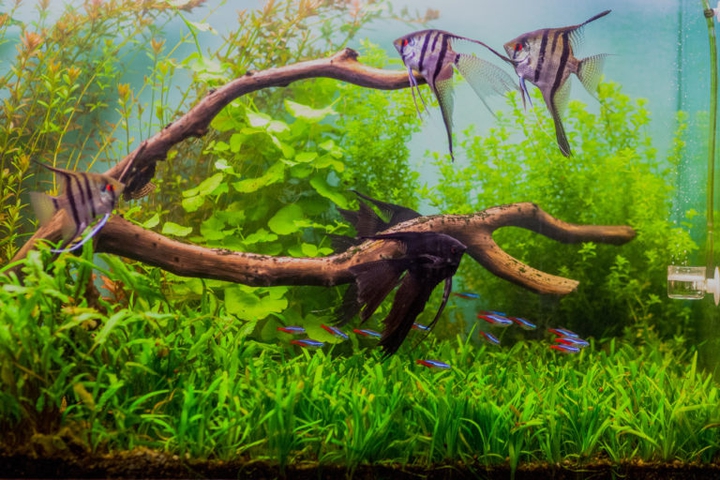 Aquarium