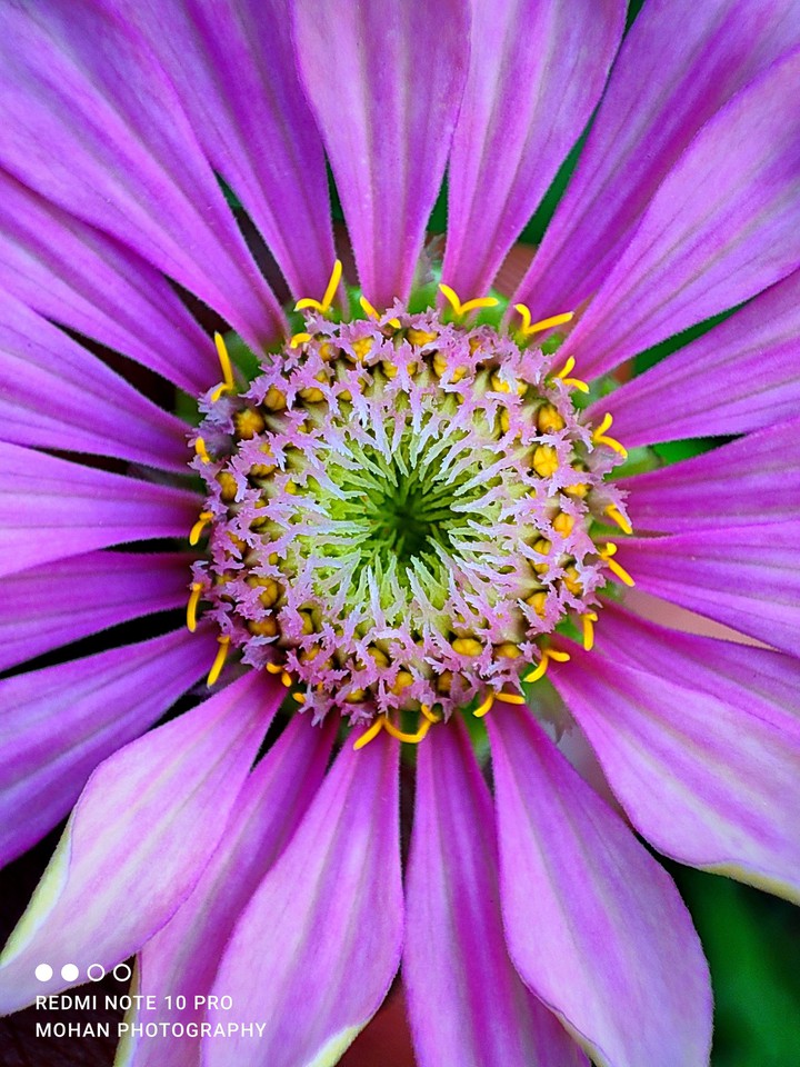 Macro flower