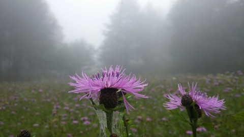 Purple Garden