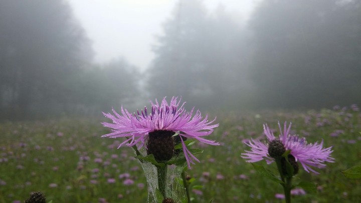 Purple Garden