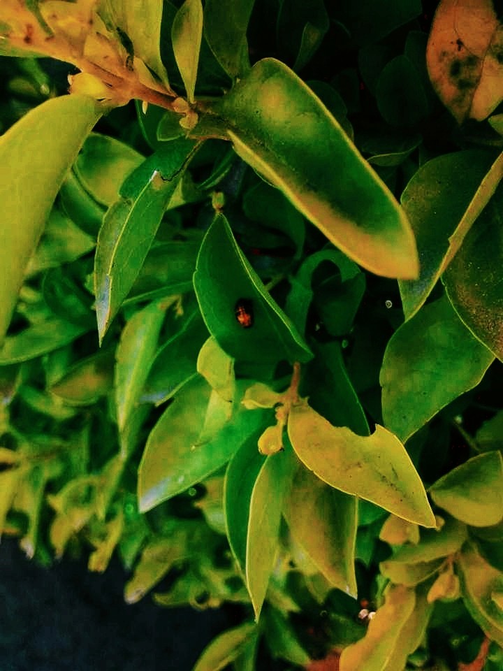 verde