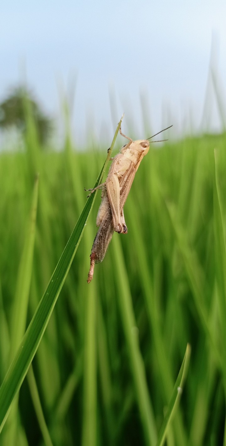 NATURE THINGS 2