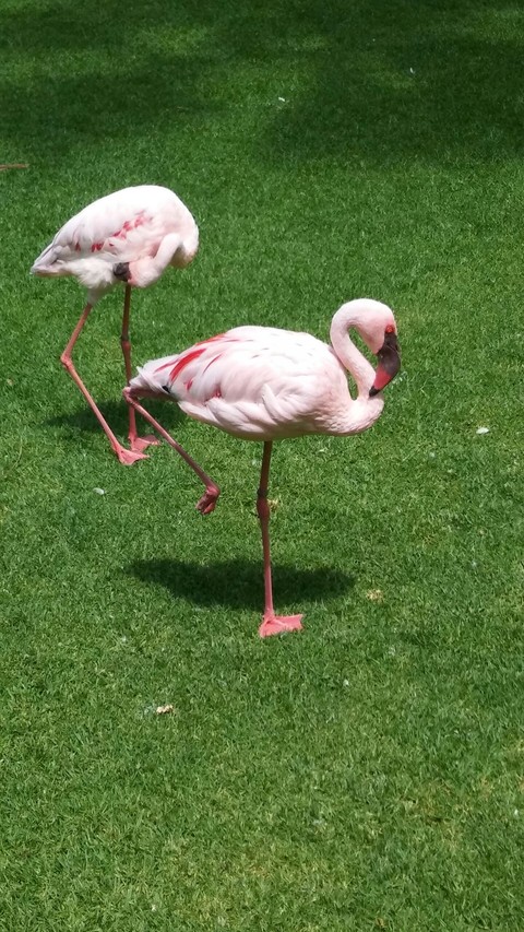 Flamingo