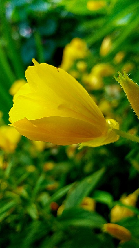 sfondi plant, flower