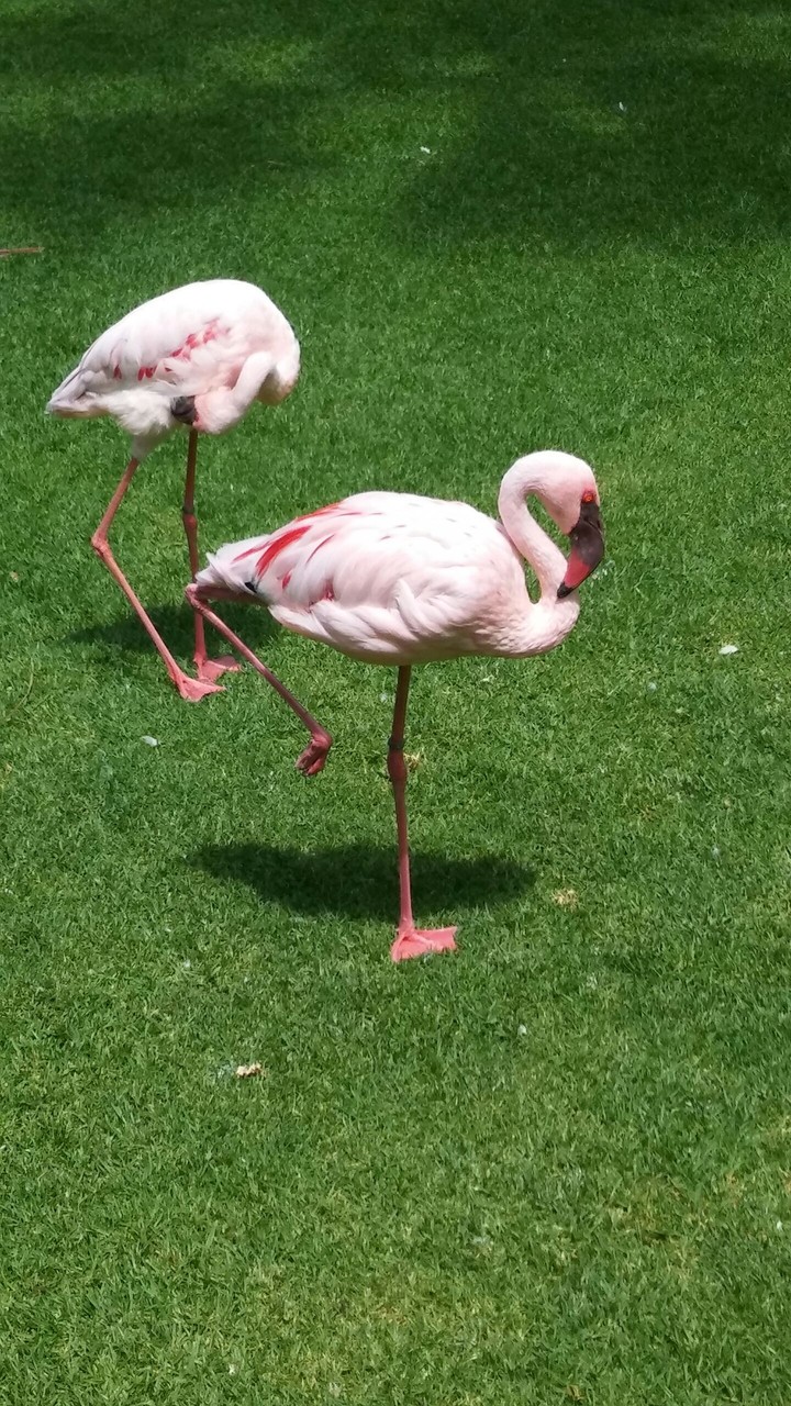 Flamingo