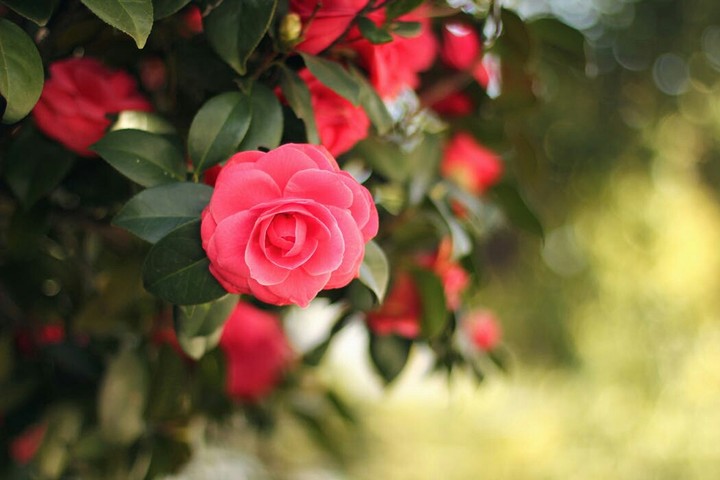 flowers.