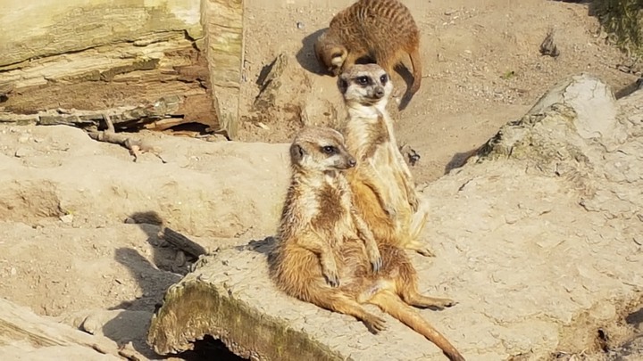 Erdmännchen