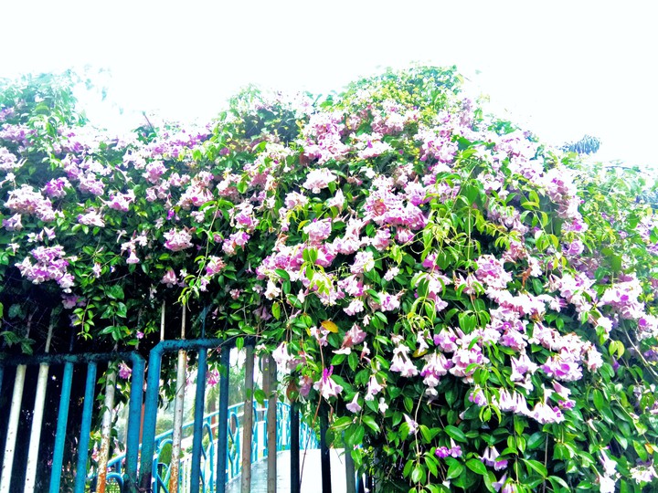 Amazing Flowers