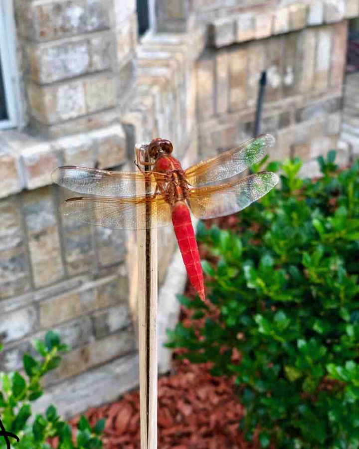 dragonfly wonderland