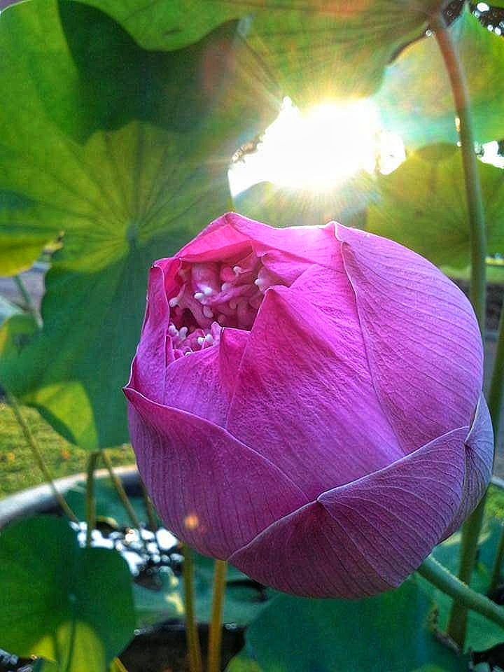 First Among Blooms