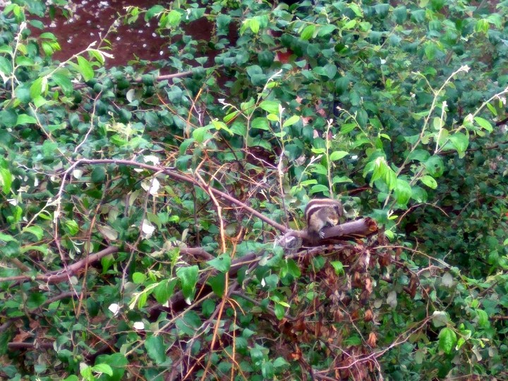 squirrel eating his lunch....