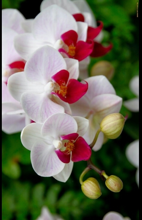 Orchid