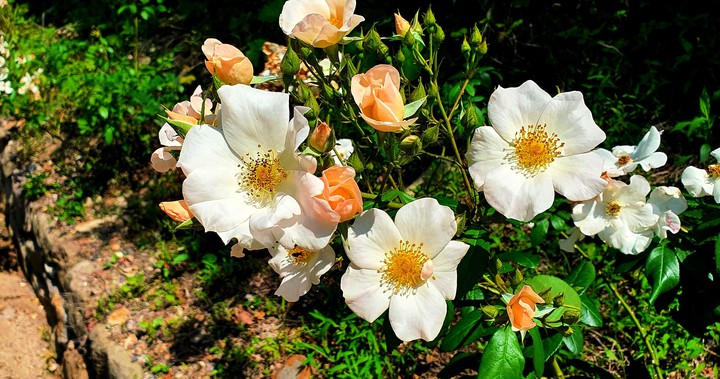 rose