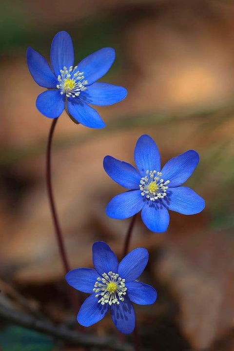 plant, wildflower wallpapers