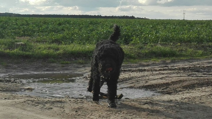 funny dog