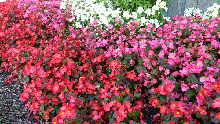 beautiful flowers