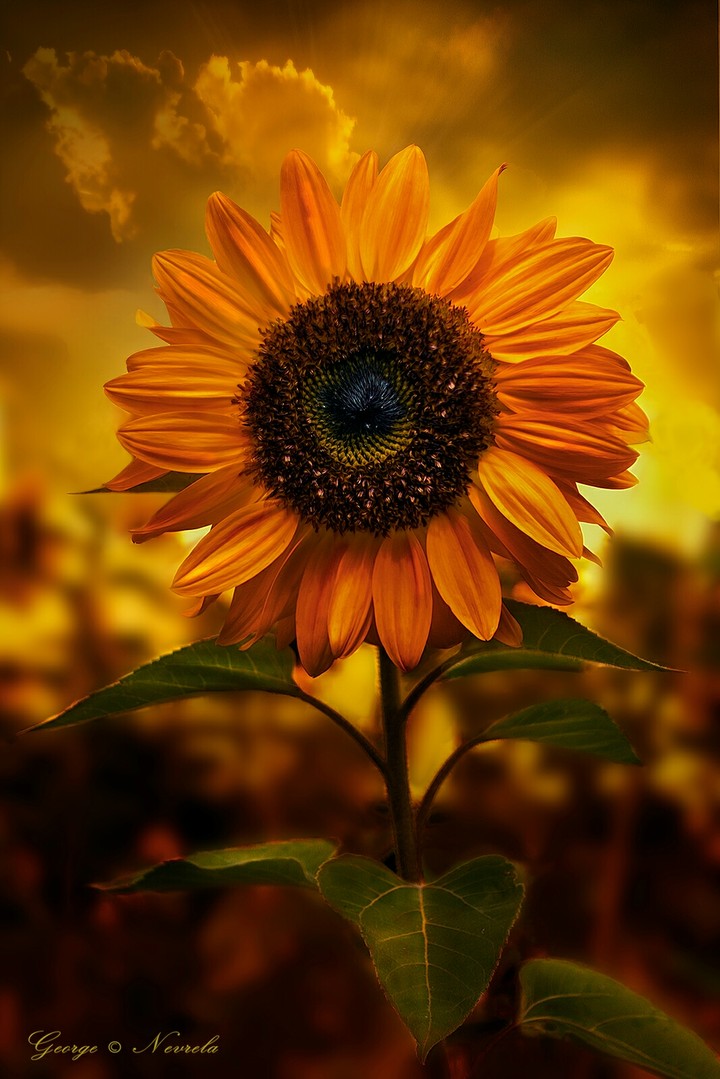sunflower