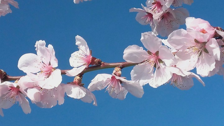 Ast mit Blüten