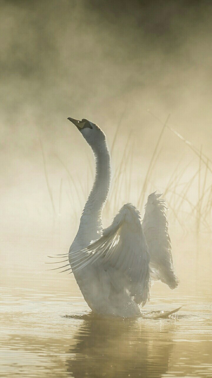 swan