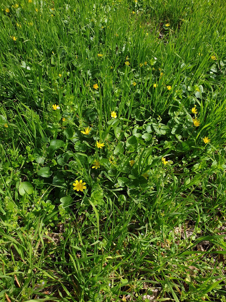 spring