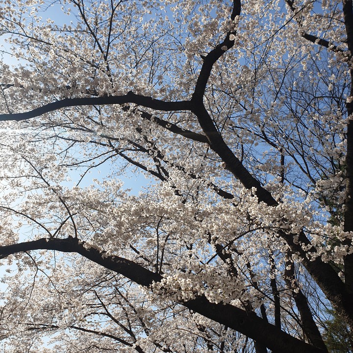 cherry blossom